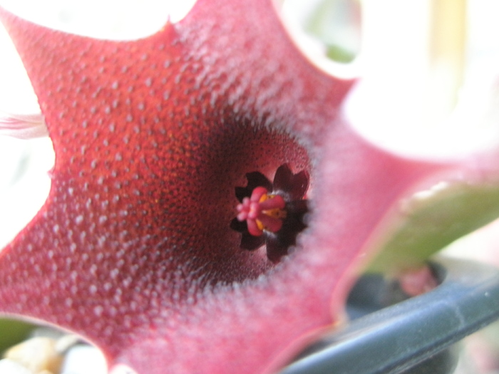 Huernia pendula - centrul florii - Huernia
