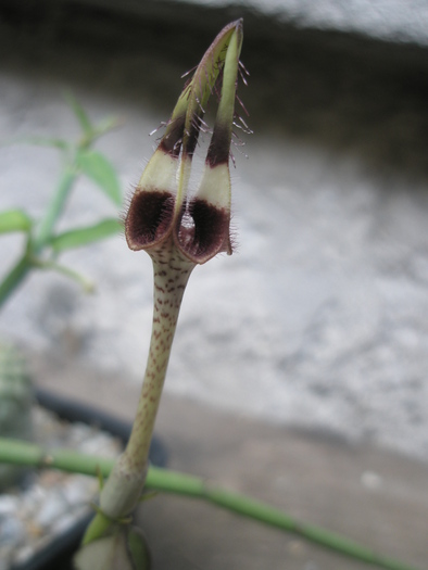 Ceropegia radicans - floare - Ceropegia