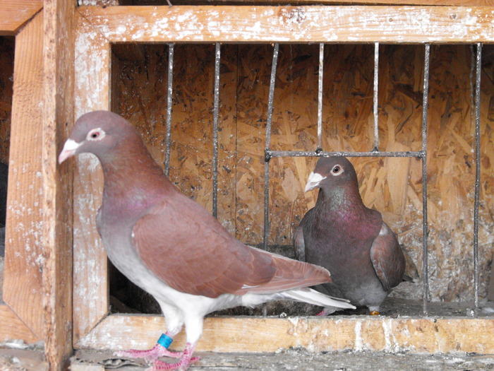 Meulemans Red-Recesiw - Meulemans Red-Recesiw