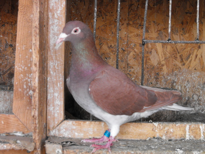 Meulemans Red-Recesiw - Meulemans Red-Recesiw