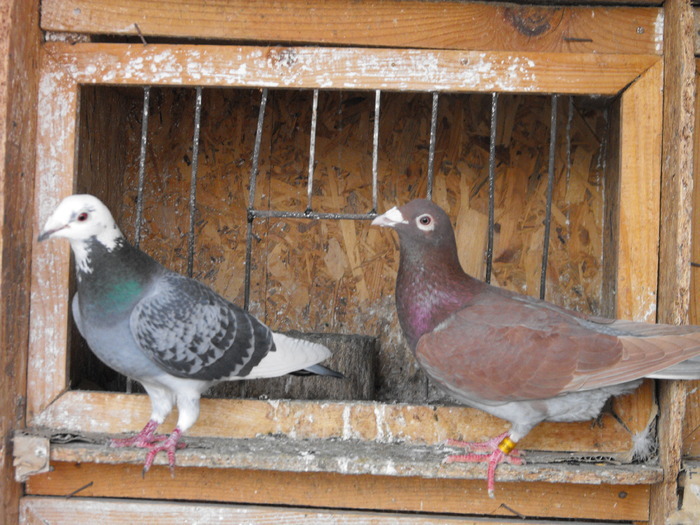 Meulemans Red-Recesiw - Meulemans Red-Recesiw