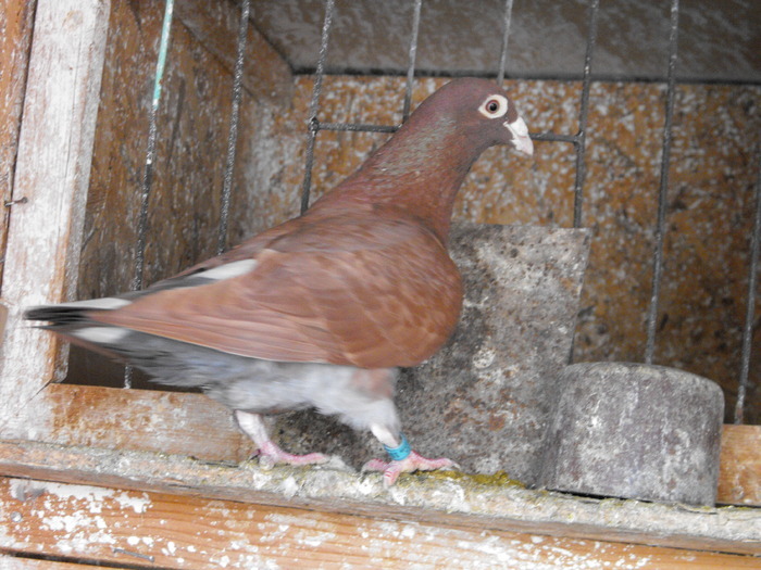 Meulemans Red-Recesiw - Meulemans Red-Recesiw