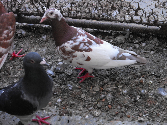 Meulemans Red-Recesiw - Meulemans Red-Recesiw