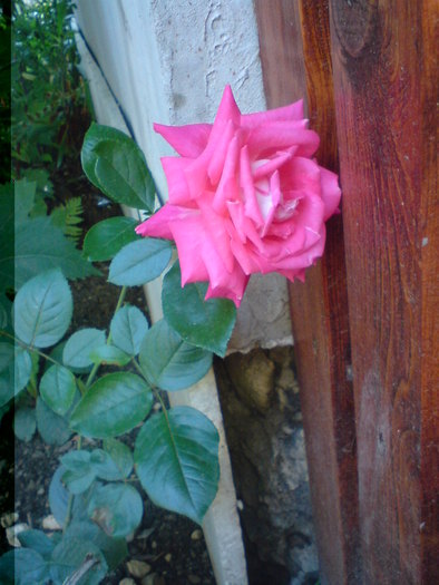 trandafir - foto flori