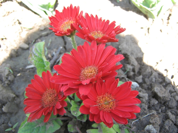 gerbera