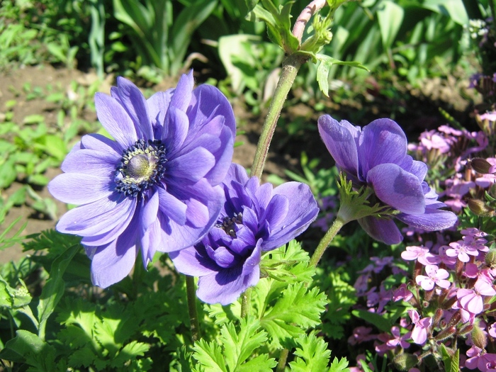 anemone - gradina 2010