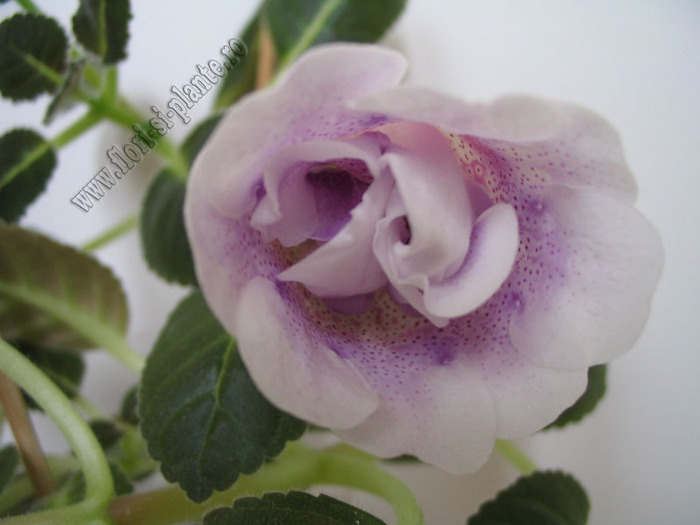 Gloxinia  Violet Mist 2 - GLOXINIA _ SINNINGIA