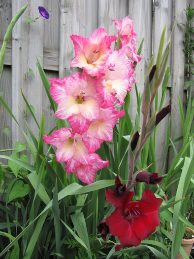 Gladiole 4 aug 2010 (1) - gladiole