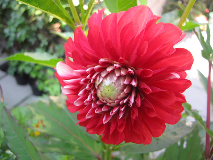 Dalia Mussete 6 aug 2010 (1)