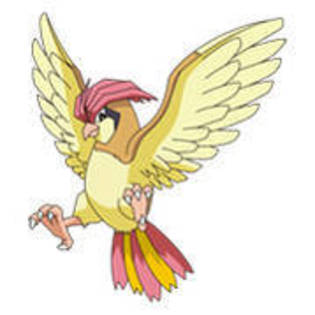 pidgeotto - Pokemon