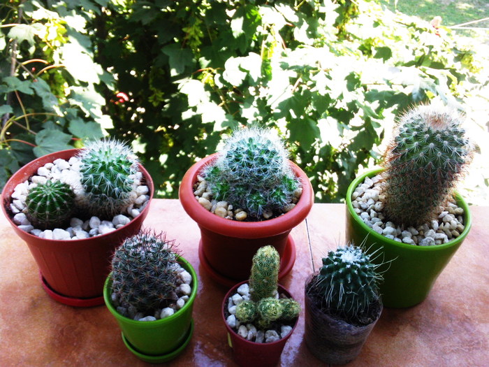 7.08.10 - x - Cactusi