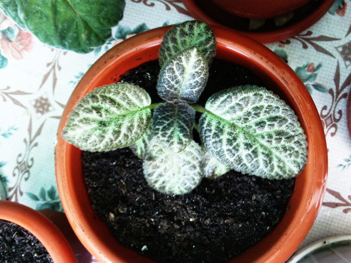 7.08.10 - x - episcia