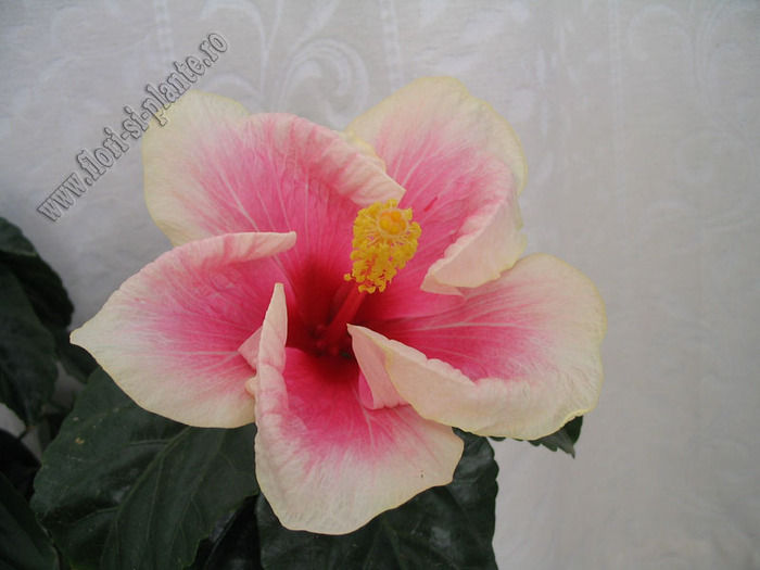 Hibiscus Yoder Camelia  2