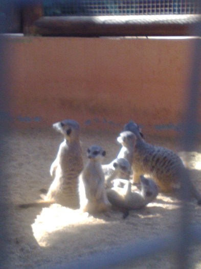 suricate