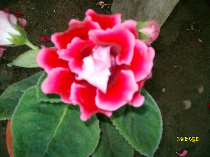 SANY8433