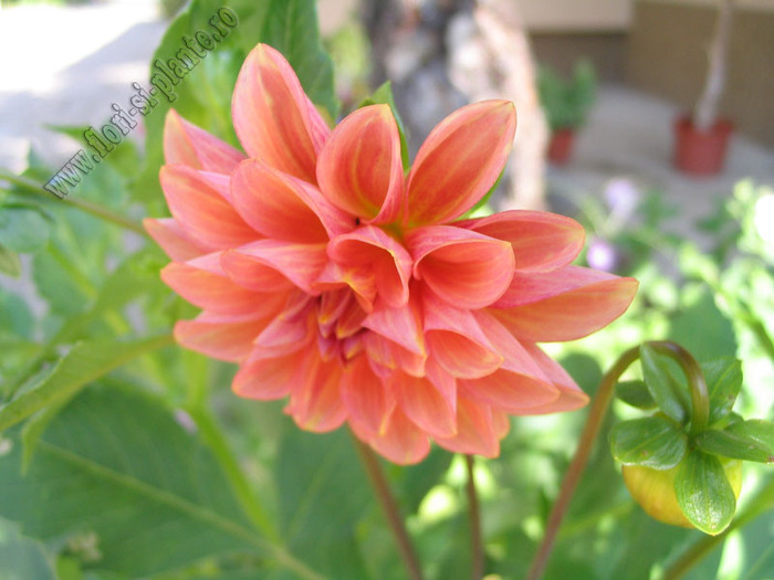 Dalia mini  caramiziu deschis 3