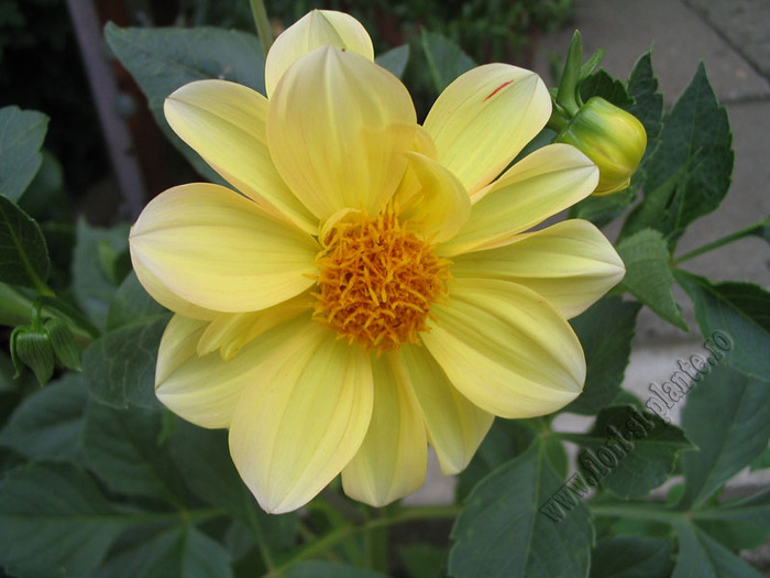 Dalia mini  galben degrade 1