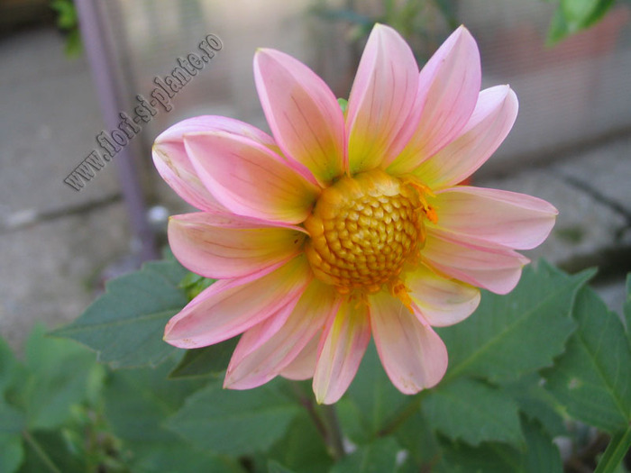 Dalia mini  roz pal degrade 1