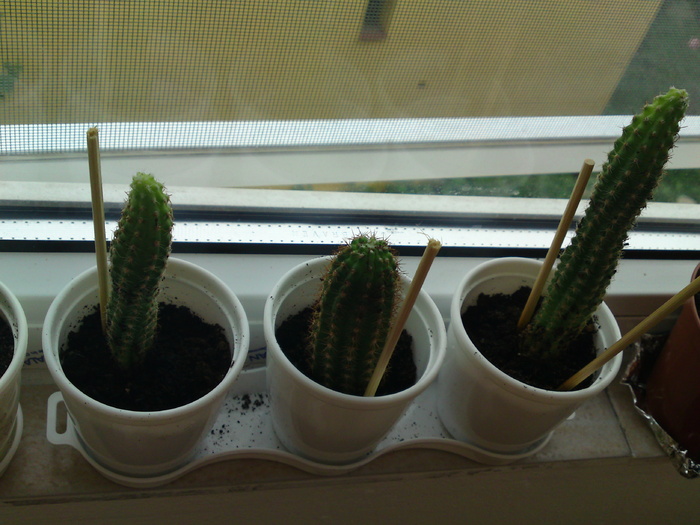 Cactusi de la Anytta - Cactusi