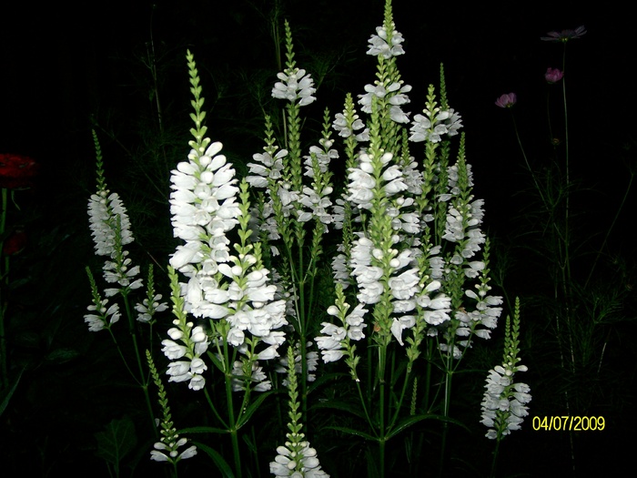 SANY4065 - flori