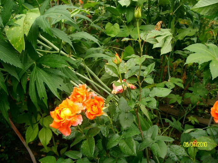 SANY0338