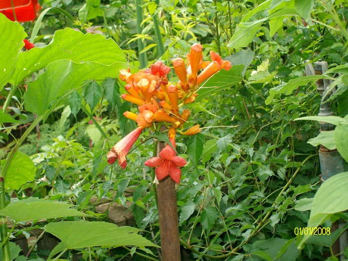 SANY0499 - flori