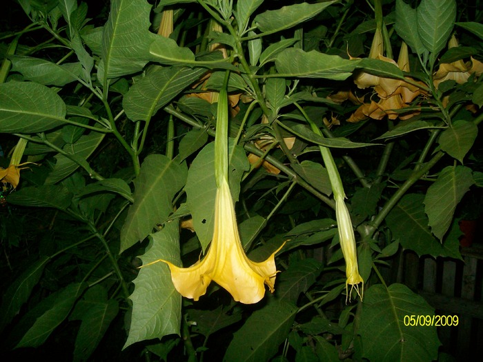 SANY5932 - flori