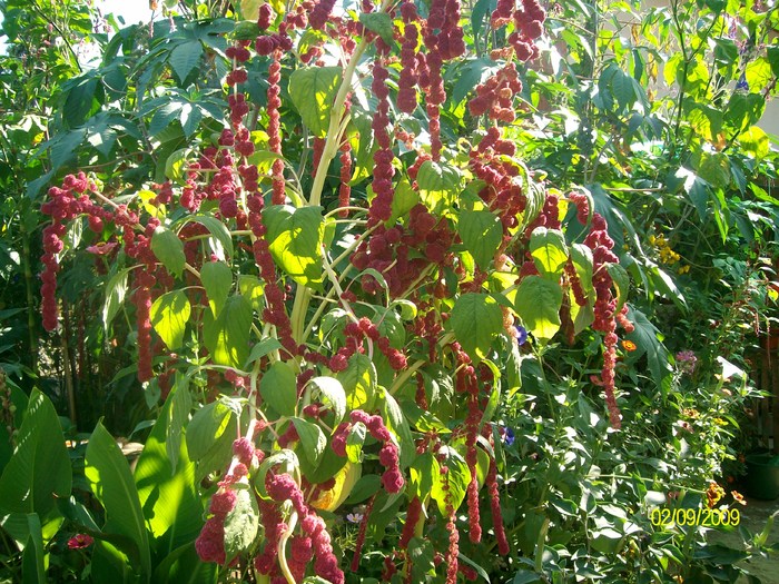 SANY5834 - flori