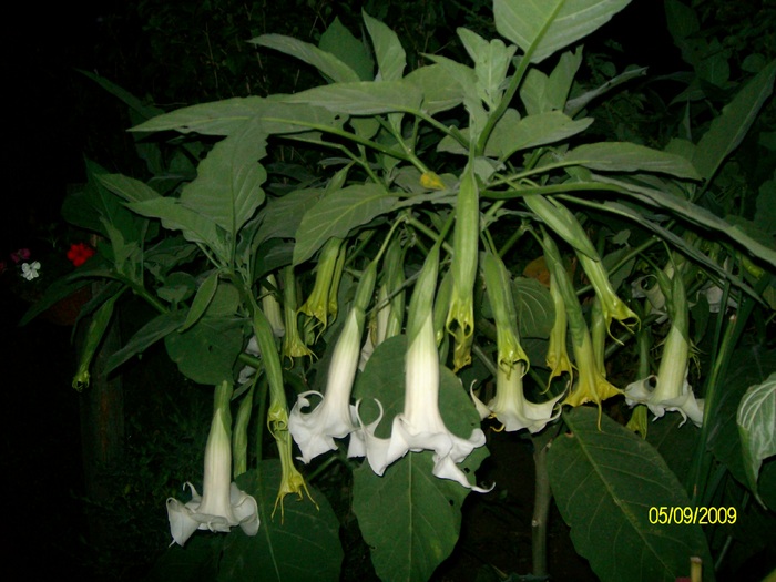 SANY5906 - flori
