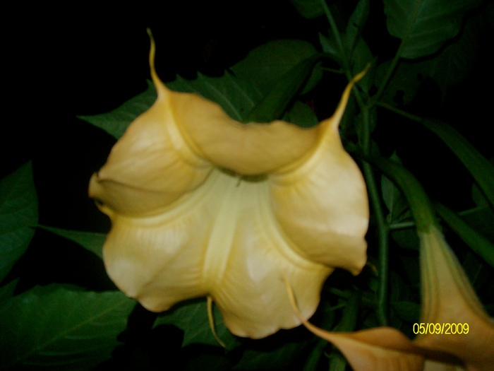 SANY5903 - flori