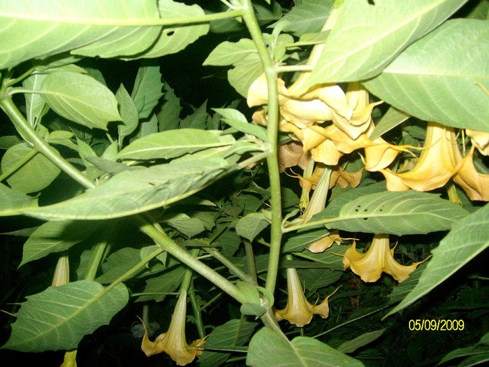SANY5904 - flori