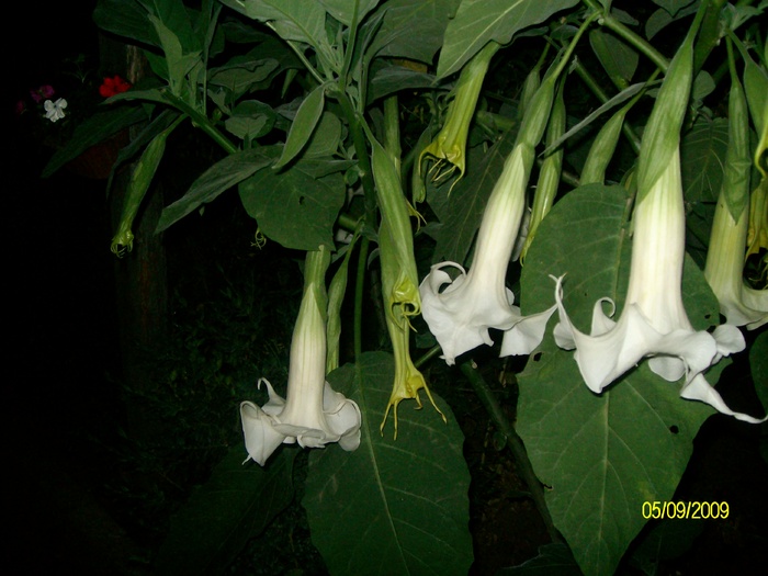 SANY5905 - flori