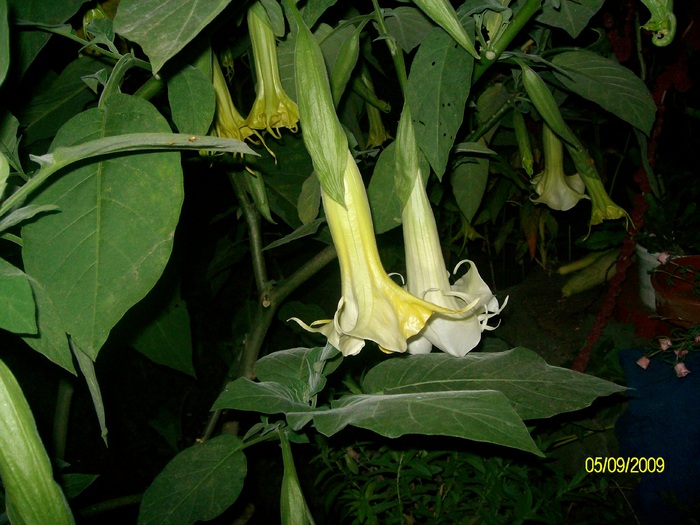 SANY5911 - flori