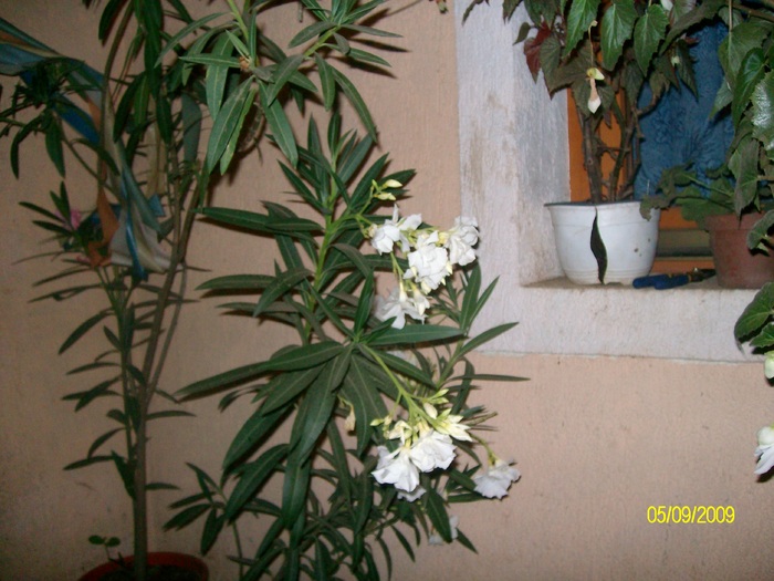 SANY5914 - flori