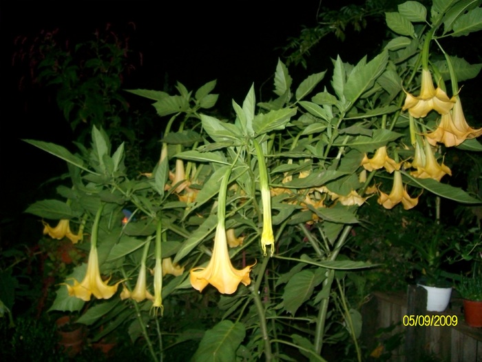 SANY5900 - flori