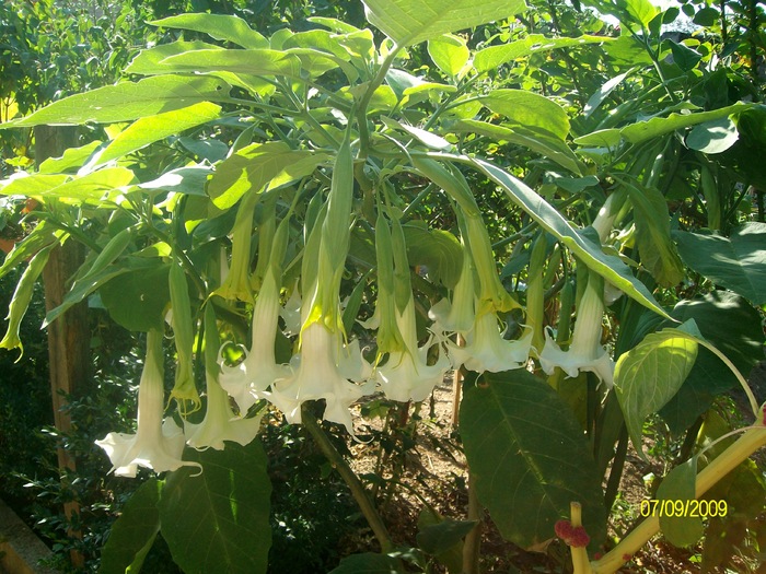 SANY5972 - flori