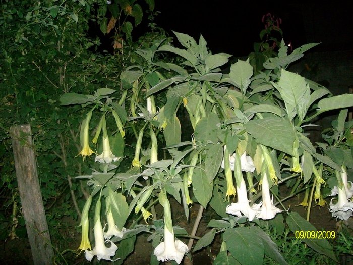 SANY6018 - flori