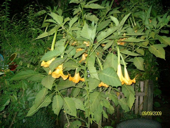 SANY6013 - flori