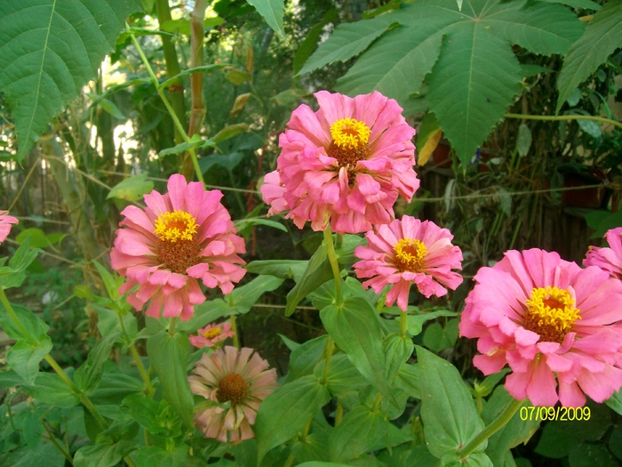 SANY5963 - flori