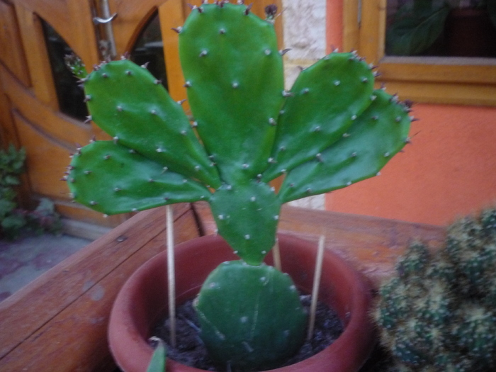 limba soacrei - cactusi si suculente