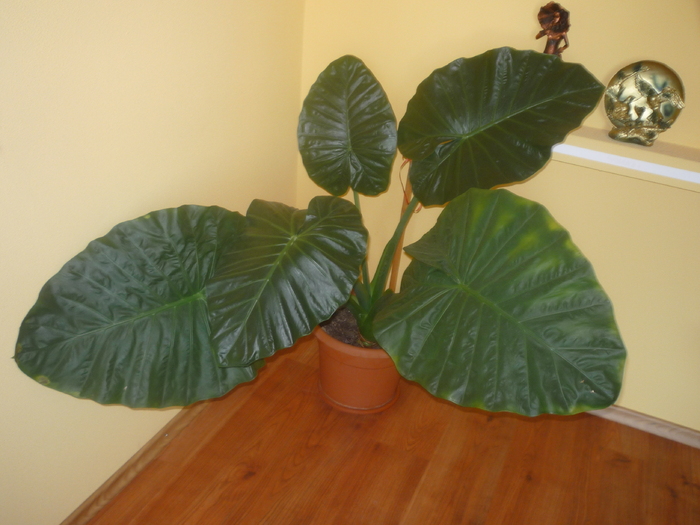 P1050834 - ghivece flori 2010