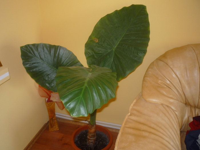 P1050835 - ghivece flori 2010