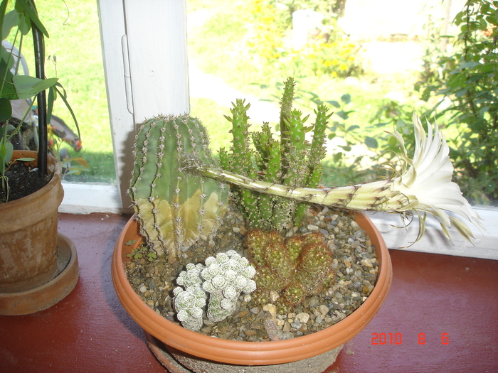 DSC08839 - cactusi si suculente