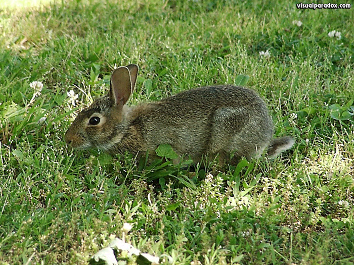 bunnyrabbit - poze cu animale