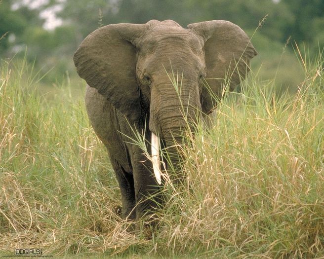 ELEFANT - poze cu animale