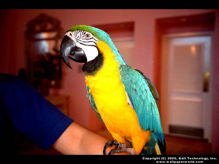 PARROT4