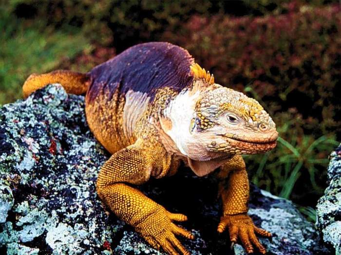 W151 - poze cu animale