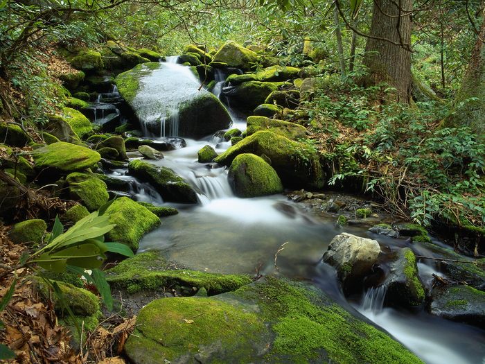Cascade at Roaring Fork in April, Great Smoky Mountains National Park, Tennessee - poze cu cascade