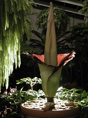 Amorphophallus titanum2 - Plante Araceae