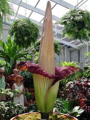 Amorphophallus titanum3 - Plante Araceae